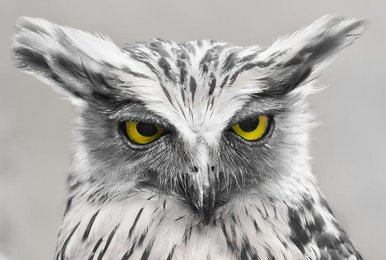 owl-look-of-disapproval.jpg
