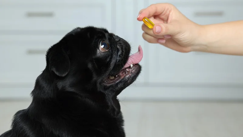 Pet-Supplements.webp