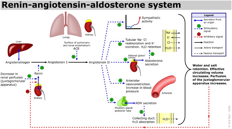 Renin-angiotensin-aldosterone_system.jpg