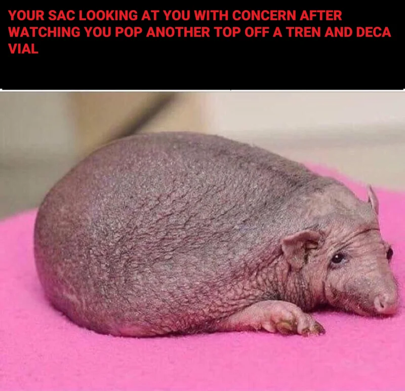 sac.webp