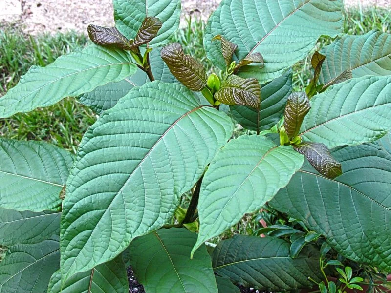 Schedule-Kratom-Derivatives-Opioids.webp