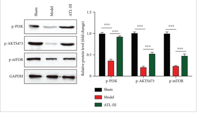 Screenshot 2024-09-15 at 09-39-41 Atractylenolide III Attenuates Muscle Wasting in Chronic Ki...webp