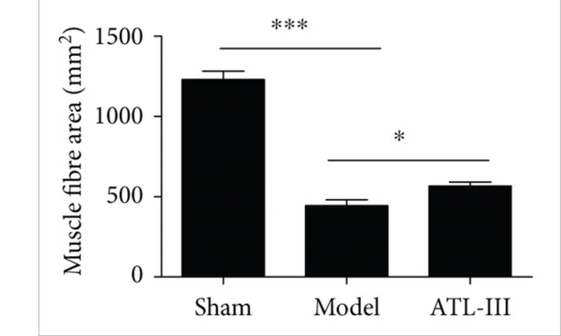 Screenshot 2024-09-15 at 09-41-17 Atractylenolide III Attenuates Muscle Wasting in Chronic Ki...webp