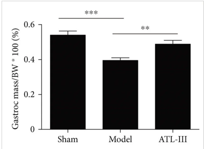 Screenshot 2024-09-15 at 09-41-24 Atractylenolide III Attenuates Muscle Wasting in Chronic Ki...webp