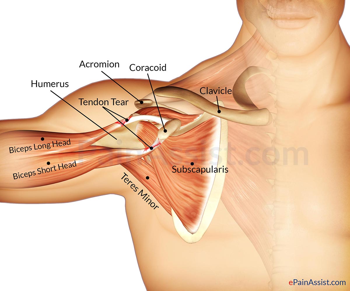 shoulder-ligament.jpg