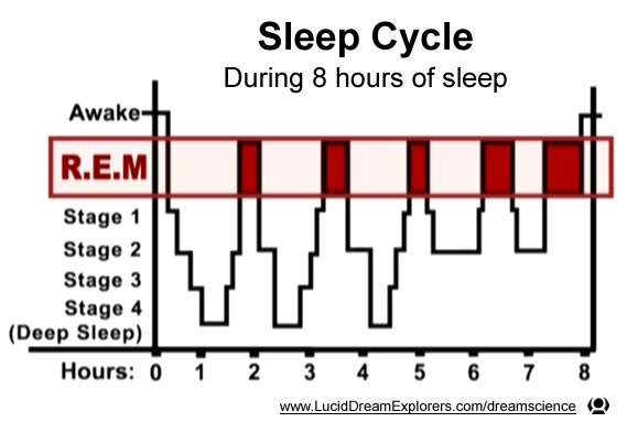 sleep_cycle_REM_8_hour_graph.jpg
