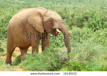 stock-photo-a-young-african-elephant-with-big-ears-trunk-and-tusks-feeding-a-game-park-in-south-.jpg