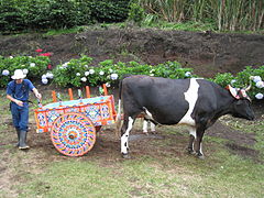 The_cow_pushing_the_decorated_cart.jpg