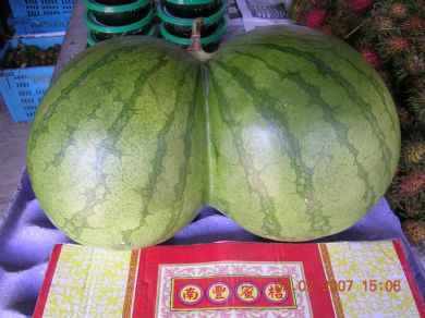 watermelon-tits[1].jpg