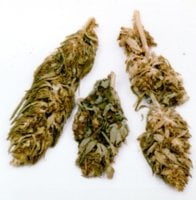 marijuana.jpg