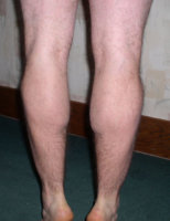calves1-15-03.jpg