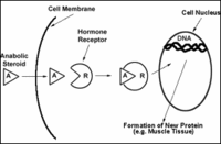 steroid1.gif