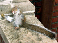 squirellowow.jpg