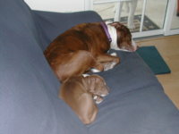 pups2 080.jpg
