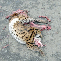 Leopard_cat2.jpg