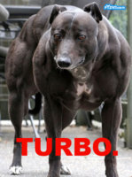 pyzamturbodog.jpg
