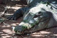 croc1.jpg