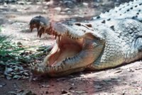 croc2.jpg