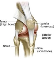 Seif_knee%20anatomy02.jpg