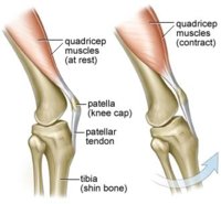 Seif_quadricep%20muscles.jpg