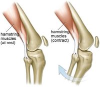 Seif_hamstring%20muscles.jpg