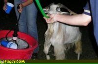 drunk-goat.jpg