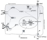 GH IGF1 model of CCD Na retention.jpg