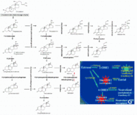 Steroidogenesis2a-----.GIF