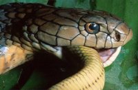 cobra.jpg