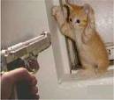 cat.jpg