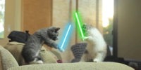 Jedi_kitten.jpg