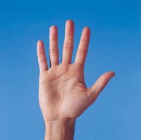 Fig6_palm_of_hand.jpg