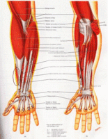 forearm tendons.gif