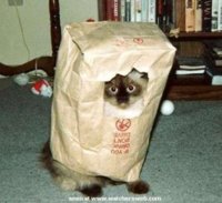cat-in-bag.jpg