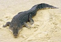 croc.jpg