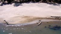 saltwater-crocodiles.jpg