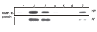 mmp13.gif