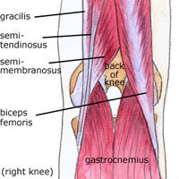 gastroc.jpg