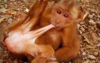 monkey`.jpg