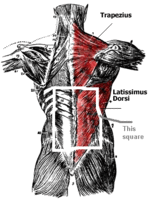 back-anatomy-lats-traps.gif