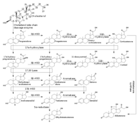 631px-Steroidogenesis_svg.png