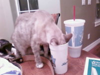 cat.jpg