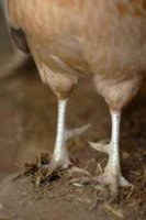 drumsticks.jpg