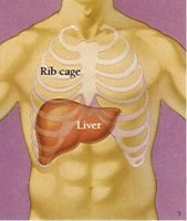 liver_damage.jpg