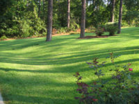 Fin's grass.jpg