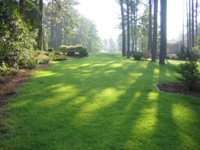 Fin's grass2.jpg