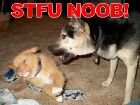 stfu_noob_dogs_TN__.jpg