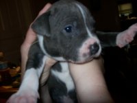 newpup1.jpg