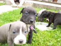 puppy.jpg