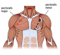 pec.jpg